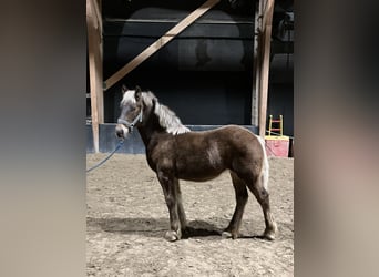 Friesian horses Mix, Mare, 1 year, Chestnut