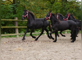 Friesian horses, Mare, 1 year