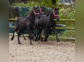 Friesian horses, Mare, 1 year