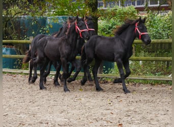 Friesian horses, Mare, 1 year