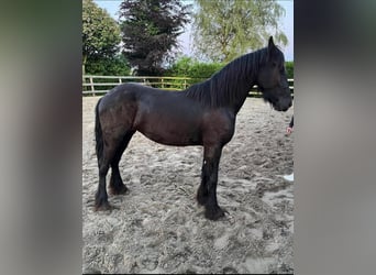 Friesian horses, Mare, 2 years, 14.2 hh, Black