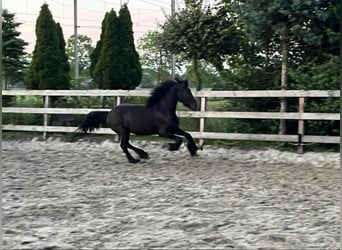 Friesian horses, Mare, 2 years, 14.2 hh, Black