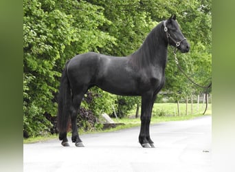 Friesian horses, Mare, 2 years, 15.2 hh, Black