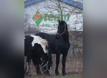 Friesian horses, Mare, 2 years, 15,2 hh, Black