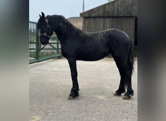 Friesian horses, Mare, 2 years, 15.2 hh, Black