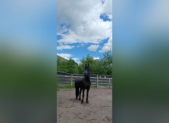 Friesian horses, Mare, 2 years, 15 hh, Black