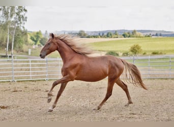 Friesian horses Mix, Mare, 2 years, 15 hh, Chestnut-Red