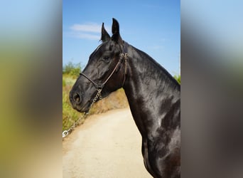 Friesian horses Mix, Mare, 2 years, 15 hh, Grey