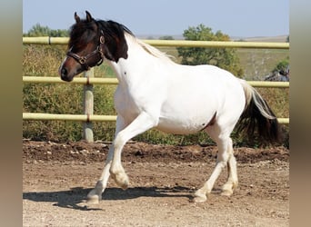 Friesian horses Mix, Mare, 2 years, 15 hh, Tobiano-all-colors