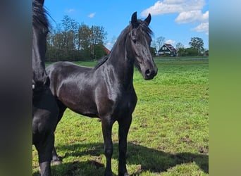 Friesian horses, Mare, 2 years, 16 hh, Black