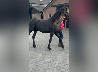 Friesian horses, Mare, 2 years, 16 hh, Black