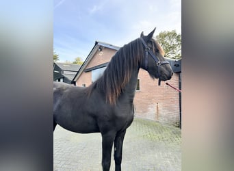 Friesian horses, Mare, 2 years, 16 hh, Black