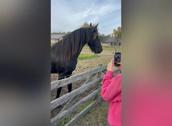 Friesian horses, Mare, 2 years, 16 hh, Black
