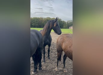 Friesian horses, Mare, 2 years, 16 hh, Black