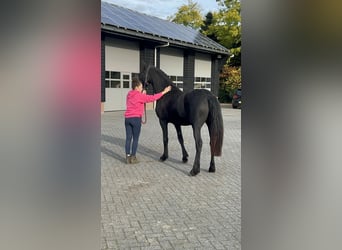 Friesian horses, Mare, 2 years, 16 hh, Black