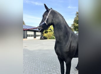 Friesian horses, Mare, 2 years, 16 hh, Black