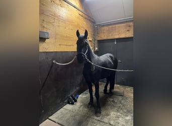 Friesian horses, Mare, 2 years, 16 hh, Black