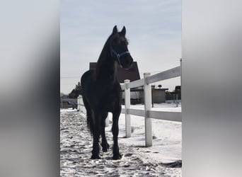 Friesian horses, Mare, 2 years, Black