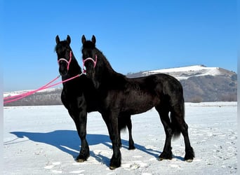 Friesian horses, Mare, 2 years, Black