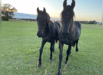 Friesian horses, Mare, 2 years, Black