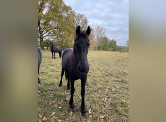 Friesian horses, Mare, 2 years, Black