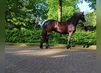Friesian horses, Mare, 2 years, Black