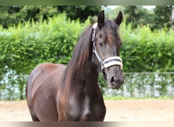 Friesian horses, Mare, 2 years, Black