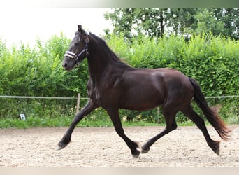 Friesian horses, Mare, 2 years, Black
