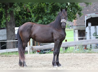 Friesian horses, Mare, 2 years, Black