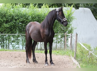 Friesian horses, Mare, 2 years, Black