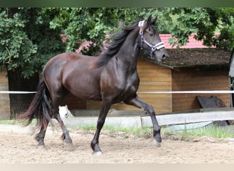Friesian horses, Mare, 2 years, Black