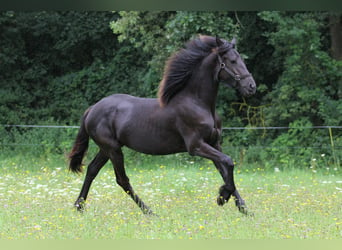 Friesian horses, Mare, 2 years, Black