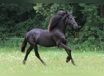 Friesian horses, Mare, 2 years