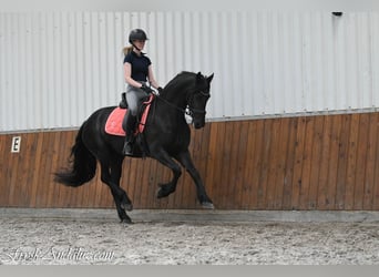 Friesian horses, Mare, 3 years, 15.1 hh, Black