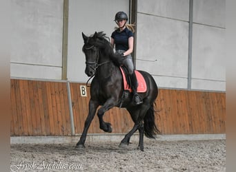 Friesian horses, Mare, 3 years, 15.1 hh, Black