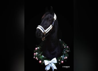 Friesian horses, Mare, 3 years, 15,2 hh, Black