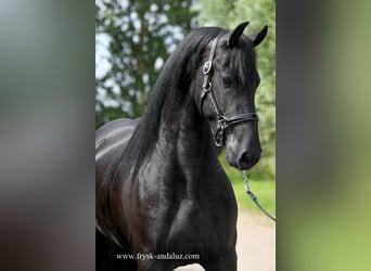 Friesian horses, Mare, 3 years, 15.2 hh, Black