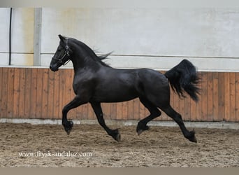 Friesian horses, Mare, 3 years, 15.2 hh, Black