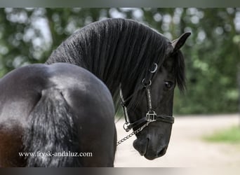Friesian horses, Mare, 3 years, 15.2 hh, Black