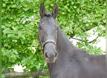Friesian horses Mix, Mare, 3 years, 15.2 hh