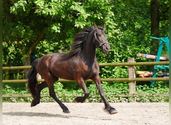 Friesian horses Mix, Mare, 3 years, 15.2 hh