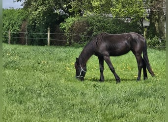 Friesian horses, Mare, 3 years, 15.2 hh, Smoky-Black