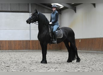 Friesian horses, Mare, 3 years, 15.3 hh, Black
