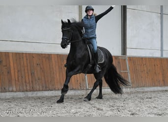 Friesian horses, Mare, 3 years, 15.3 hh, Black