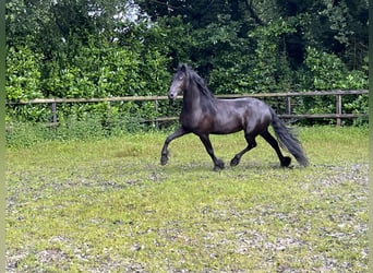 Friesian horses, Mare, 3 years, 15.3 hh, Black