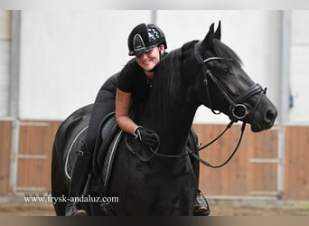 Friesian horses, Mare, 3 years, 15.3 hh, Black Friesian horses, Mare, 3 years, 15.3 hh, Black