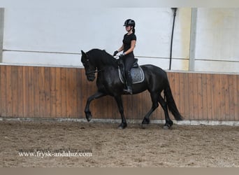 Friesian horses, Mare, 3 years, 15.3 hh, Black Friesian horses, Mare, 3 years, 15.3 hh, Black