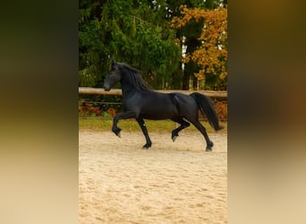 Friesian horses, Mare, 3 years, 15.3 hh, Black