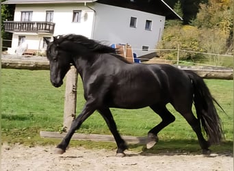 Friesian horses, Mare, 3 years, 15.3 hh, Black