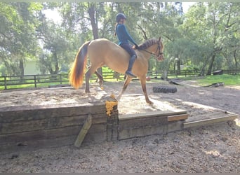 Friesian horses Mix, Mare, 3 years, 15 hh, Champagne